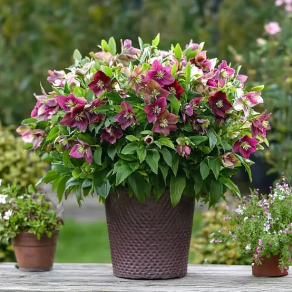 New Vinterklokke - Sæt med 3 - Helleborus orientalis - Højde 20-30cm - ⌀12cm Blomster