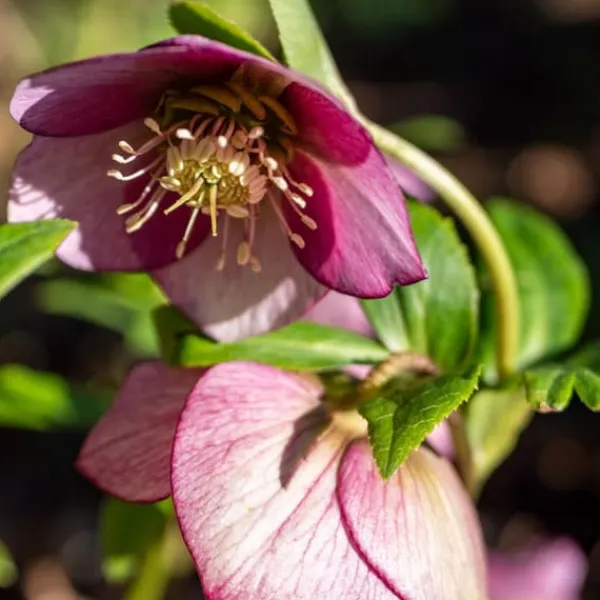 New Vinterklokke - Sæt med 3 - Helleborus orientalis - Højde 20-30cm - ⌀12cm Blomster
