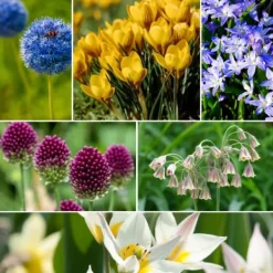 Online Wild Bee Hotel Box - 60 blomsterløg - Byg bihotel instruktion - Vinterhårdfør Frø