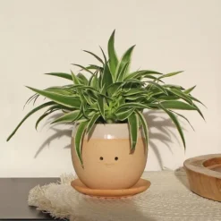 Sale Winkee Grædende plantekrukke - Planter Krukkeplanter Indendørs