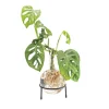 New Winkee Hydro Vase Flora Krukkeplanter Indendørs