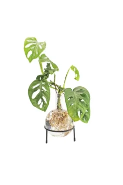 New Winkee Hydro Vase Flora Krukkeplanter Indendørs
