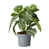 Zebraplante - Aphelandra squarrosa 'Botanica' - Højde 25-45cm - ⌀13cm Krukkeplanter Indendørs