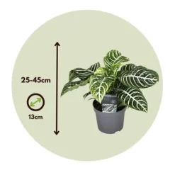 Zebraplante - Aphelandra squarrosa 'Botanica' - Højde 25-45cm - ⌀13cm Krukkeplanter Indendørs
