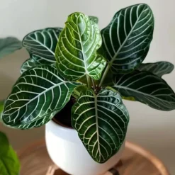 Zebraplante - Aphelandra squarrosa 'Botanica' - Højde 25-45cm - ⌀13cm Krukkeplanter Indendørs