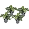 Zebraplante - Sæt 4 - Aphelandra squarrosa 'Botanica' - Højde 25-45cm - ⌀13cm Krukkeplanter Indendørs