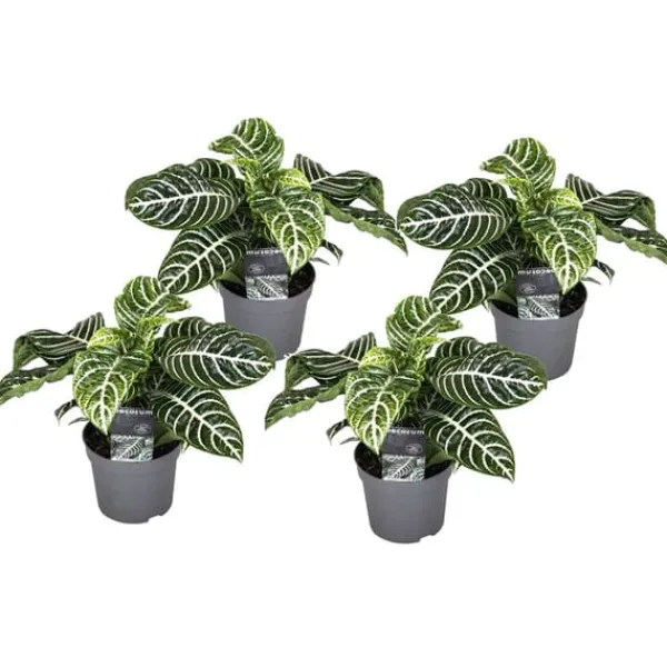 Zebraplante - Sæt 4 - Aphelandra squarrosa 'Botanica' - Højde 25-45cm - ⌀13cm Krukkeplanter Indendørs