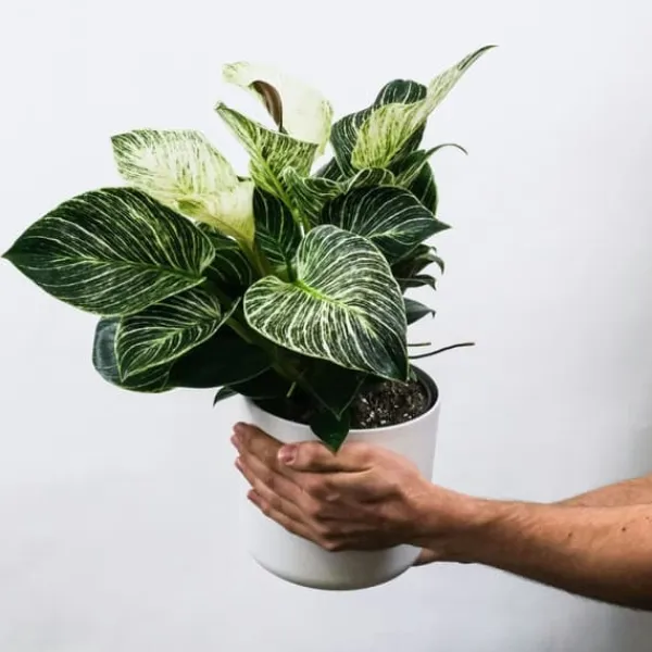 Zebraplante - Sæt 4 - Aphelandra squarrosa 'Botanica' - Højde 25-45cm - ⌀13cm Krukkeplanter Indendørs