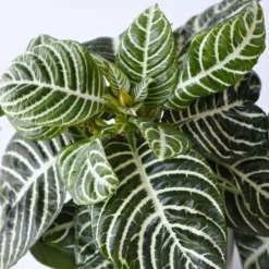Zebraplante - Sæt 4 - Aphelandra squarrosa 'Botanica' - Højde 25-45cm - ⌀13cm Krukkeplanter Indendørs
