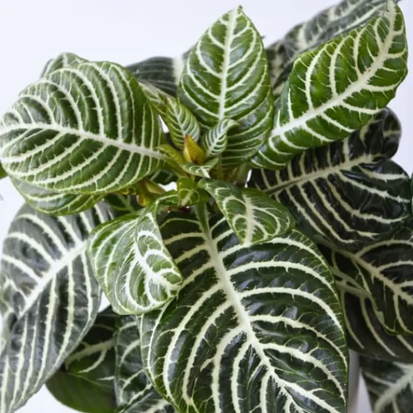 Zebraplante - Sæt 4 - Aphelandra squarrosa 'Botanica' - Højde 25-45cm - ⌀13cm Krukkeplanter Indendørs