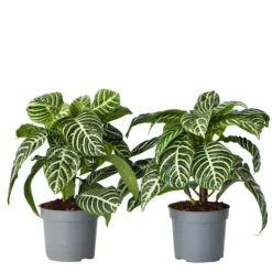 Krukkeplanter Indendørs^Zebraplante - Sæt 2 - Aphelandra squarrosa 'Botanica' - Højde 25-45cm - ⌀13cm