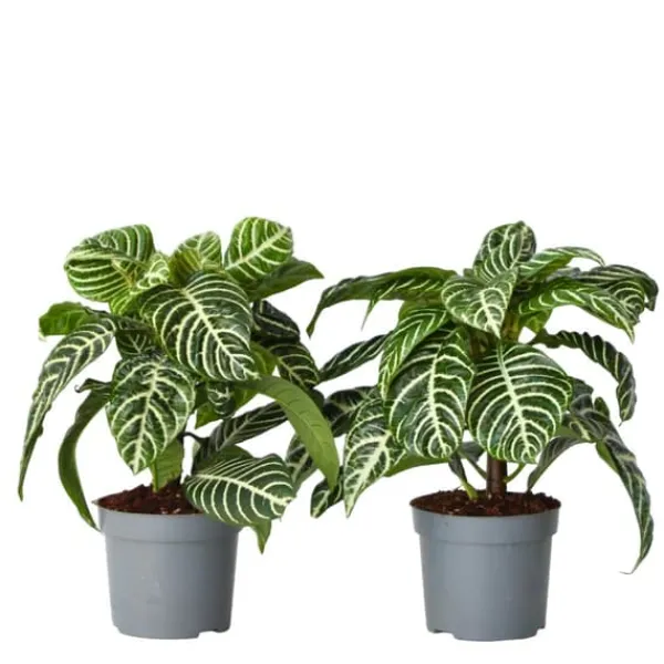 Krukkeplanter Indendørs^Zebraplante - Sæt 2 - Aphelandra squarrosa 'Botanica' - Højde 25-45cm - ⌀13cm